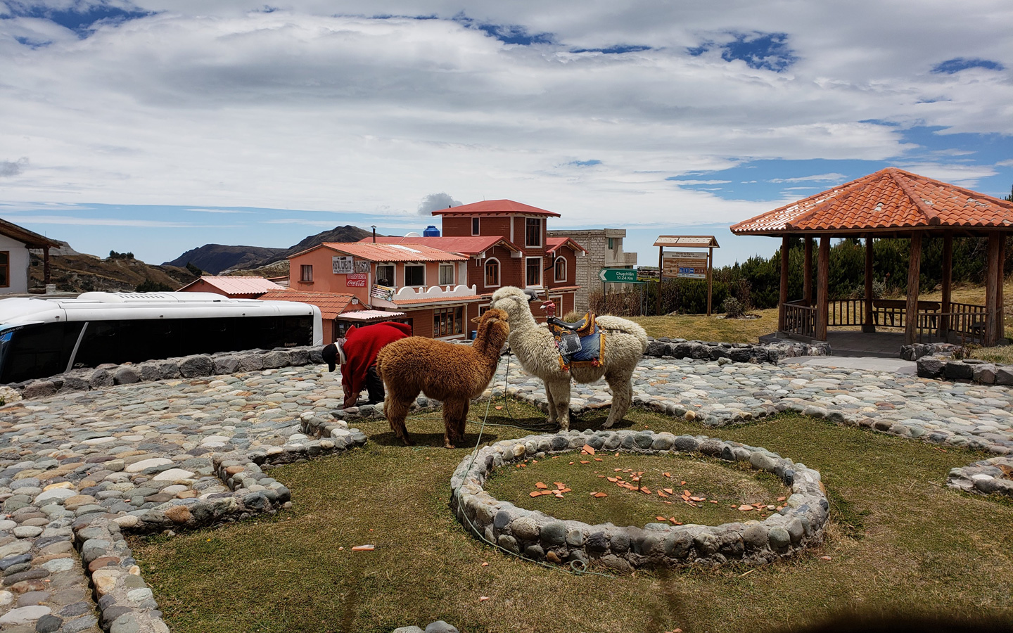 A view of llamas at Quilotoa